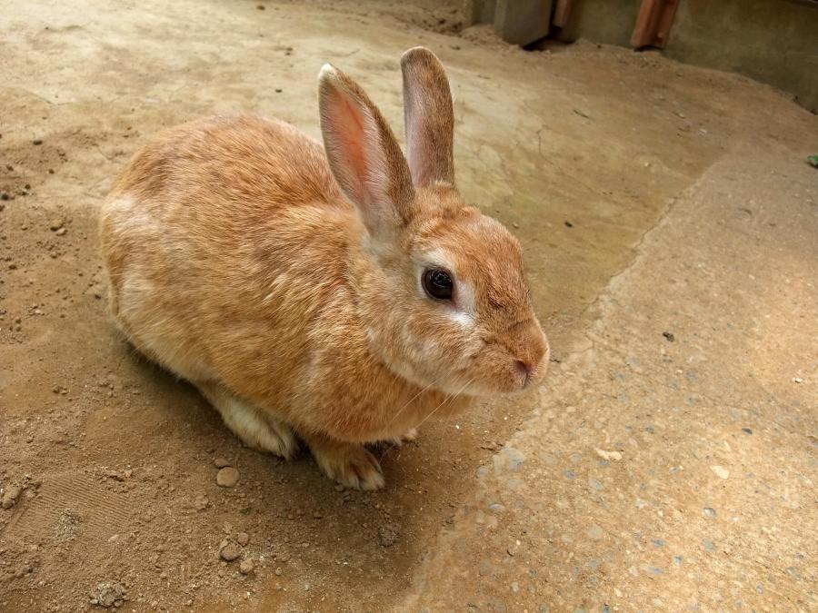 牛久大仏の巨大さに圧倒され動物たちに癒され あみプレミアム アウトレットで楽しく散歩してきたお話 快晴ブログ